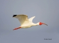 White-Ibis;Ibis;Breeding-Plumage;Flight;Eudocimus-albus;Flying-bird;One-animal;C